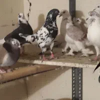 کفتر|پرنده|تهران, سنگلج (شاپور)|دیوار