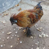 مینیاتوری|حیوانات مزرعه|قم, نخودی|دیوار