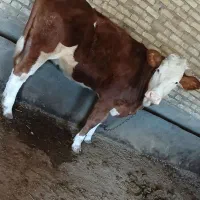 گوساله ماده|حیوانات مزرعه|قیدار, |دیوار