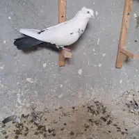 دم سیاه نر جوون|پرنده|شیراز, میانرود|دیوار