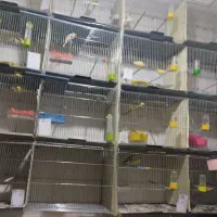 فروش10جفت قناری روی تخم و جوجه به صورت کلی و یک جا