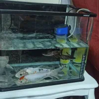 آکواریوم با تمام لوازم و ماهی