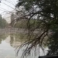 پایش و بریدن درخت و حرص درختان