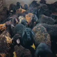 میش بره دار قزل و افشاری