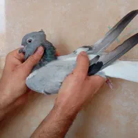 کبوترماده سبز دم سفید