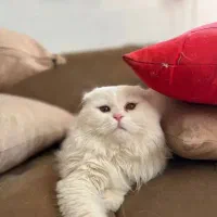 پرشین خیلی ملوس