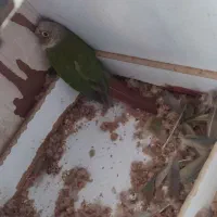 جفت مولد تضمینی گرینچیک آناناسی رد