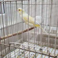 قناری نر سوپر و درشت|پرنده|اهواز, گلستان|دیوار