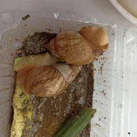 حلزون ماده تخم گذار