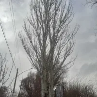 خریدار چوب درخت و بیشه