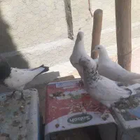 کبوتر فروشی|پرنده|فارسان, |دیوار