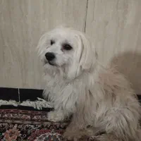 سگ خانگی|سگ|نورآباد, |دیوار