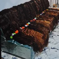 خریدار مو هستم