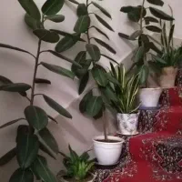 انواع گلهای طبیعی