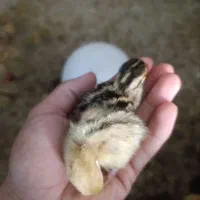 جوجه یکروزه بلدرچین تخم نطفه دار