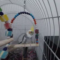 عروس هلندی بسیار بازی گوش سخنگو|پرنده|تبریز, |دیوار