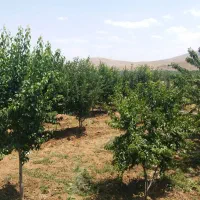 فروش-باغ