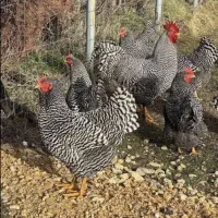 ۱۴ عدد خروس امروک پلیموت