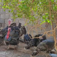 بوقلمو نر و ماده فروشی