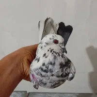 کفتر