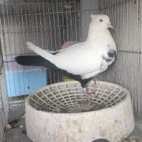 کبوتر رنگی|پرنده|اهواز, شهرک دانشگاه|دیوار