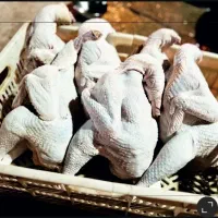 خروس محلیی اصل کشته شده