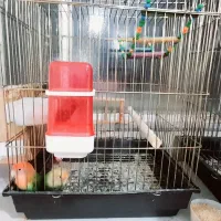 برزیلی مولد اوپال|پرنده|دزفول, |دیوار