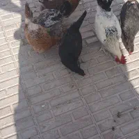 مرغ وخروس