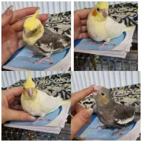 عروس هلندی جوجه دستی سرلاکی