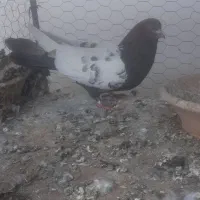 کفتر سینه ایی نر گرفتنی|پرنده|سمنان, |دیوار