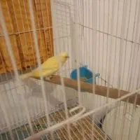 قناری ماده آماده