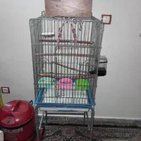 قفس مرغ مینا.عروس هلندی.کاسکو