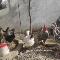 مرغ پا پری برهما