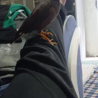 مینا سخن گو معاوضه با کوتوله دستی|پرنده|گلبهار, شهر جدید گلبهار|دیوار