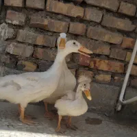 اردک نر و ماده