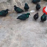 جوجه‌ اردک کایوکا و کال و اسرائیلی و قوغاز چینی