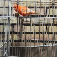 قناری رد فاکتور