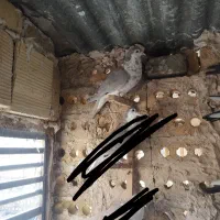 کفتر|پرنده|مشهد, نوده|دیوار