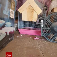 قفس پرنده|لوازم جانبی حیوانات|سبزوار, علمدار|دیوار