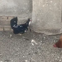 مرغ و خروس گلین|حیوانات مزرعه|دشتابی, |دیوار