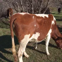 گاو|حیوانات مزرعه|هوراند, |دیوار