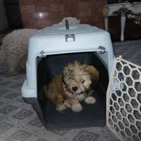 باکس سگ سایز مینی در حد نو ب فروش میرسد