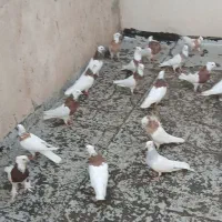 کفتر طوقی سرور سینه سیاه|پرنده|تهران, بهارستان|دیوار