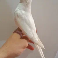 عروس هلندی آلبینو