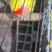 طوطی برزیلی صورت هلویی نیمه اهلی  6ماهه