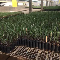 پاجوش مجول مراکشی اصل و کشت بافت سوپر جامبو مجول