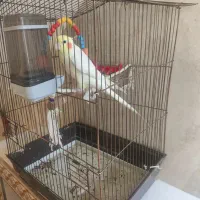 عروس هلندی سخنگو