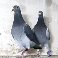 گروه خرید فروش کفتر رایگان