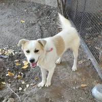 بیستی نر وماده|سگ|اهر, |دیوار