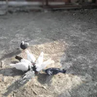 کبوتر ۲۷ تا است همه یکجا ۶ تومان